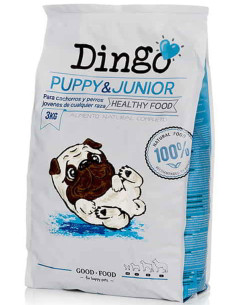 Dingo Puppy & Junior
