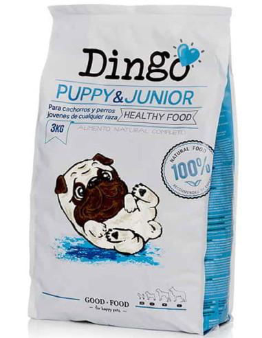 Dingo Puppy & Junior