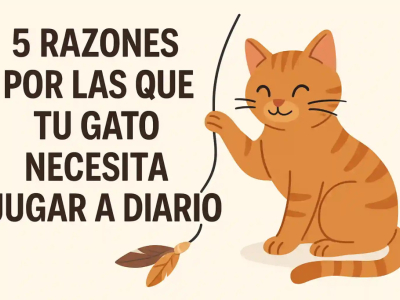 5 razones por las que tu gato necesita jugar a diario (según expertos)