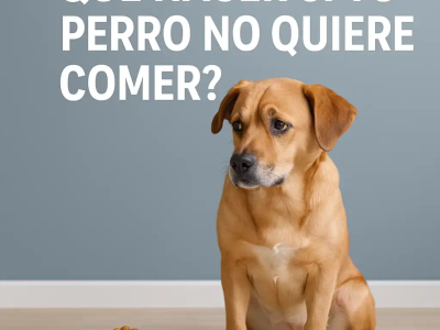 ¿Qué hacer si tu perro no quiere comer? Causas comunes y soluciones